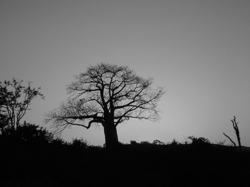 Namibia Biomass industry Group (N-BiG)