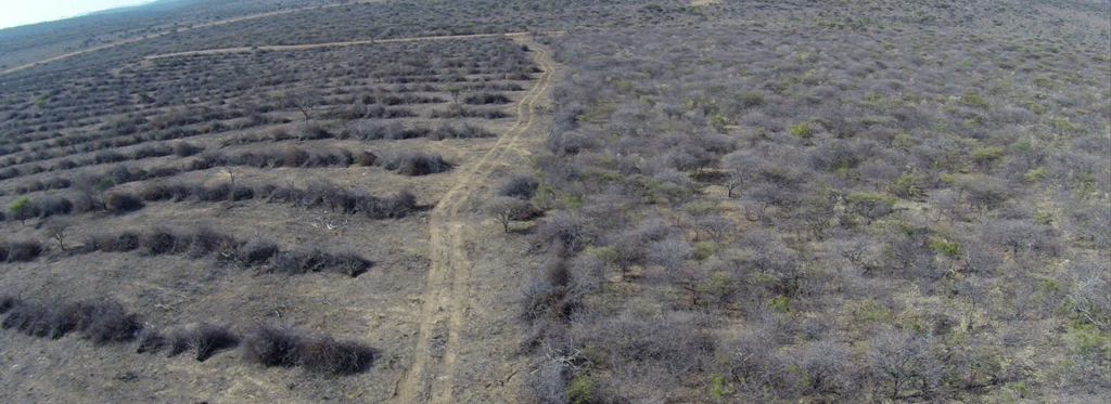 Namibia Biomass industry Group (N-BiG)