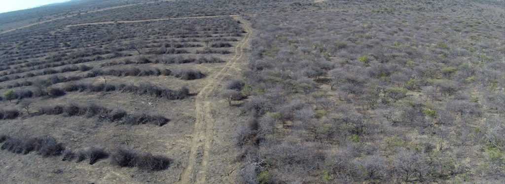 Namibia Biomass industry Group (N-BiG)