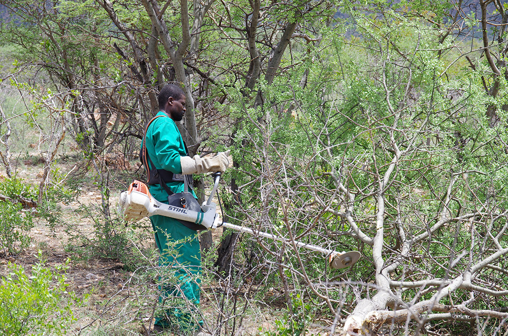 Namibia Biomass industry Group (N-BiG)