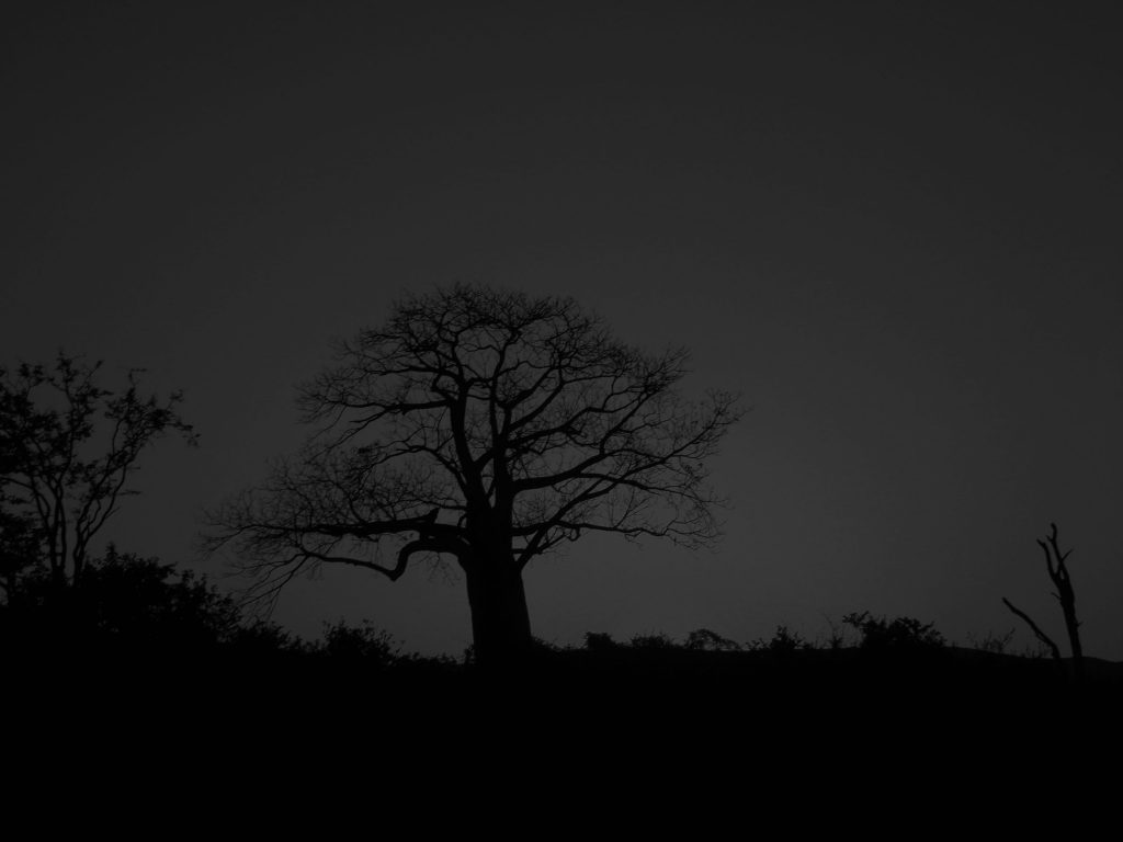 Namibia Biomass industry Group (N-BiG)