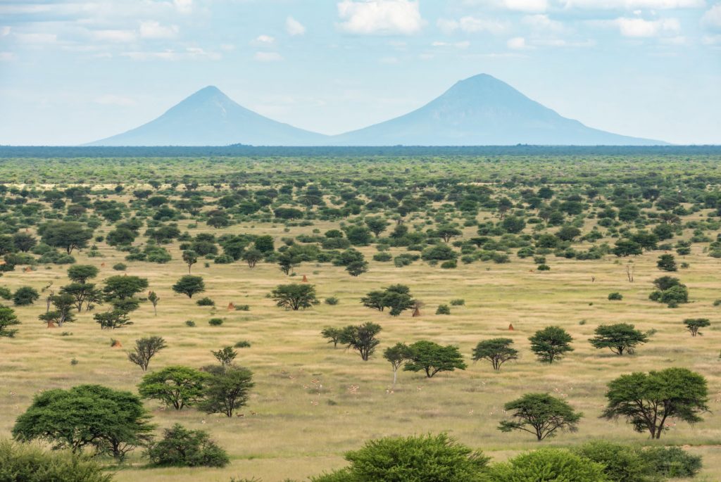 Namibia Biomass industry Group (N-BiG)