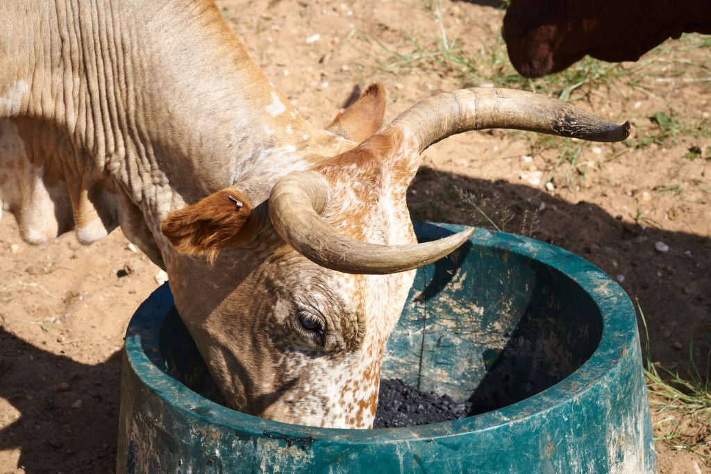 Namibia Biomass industry Group (N-BiG)