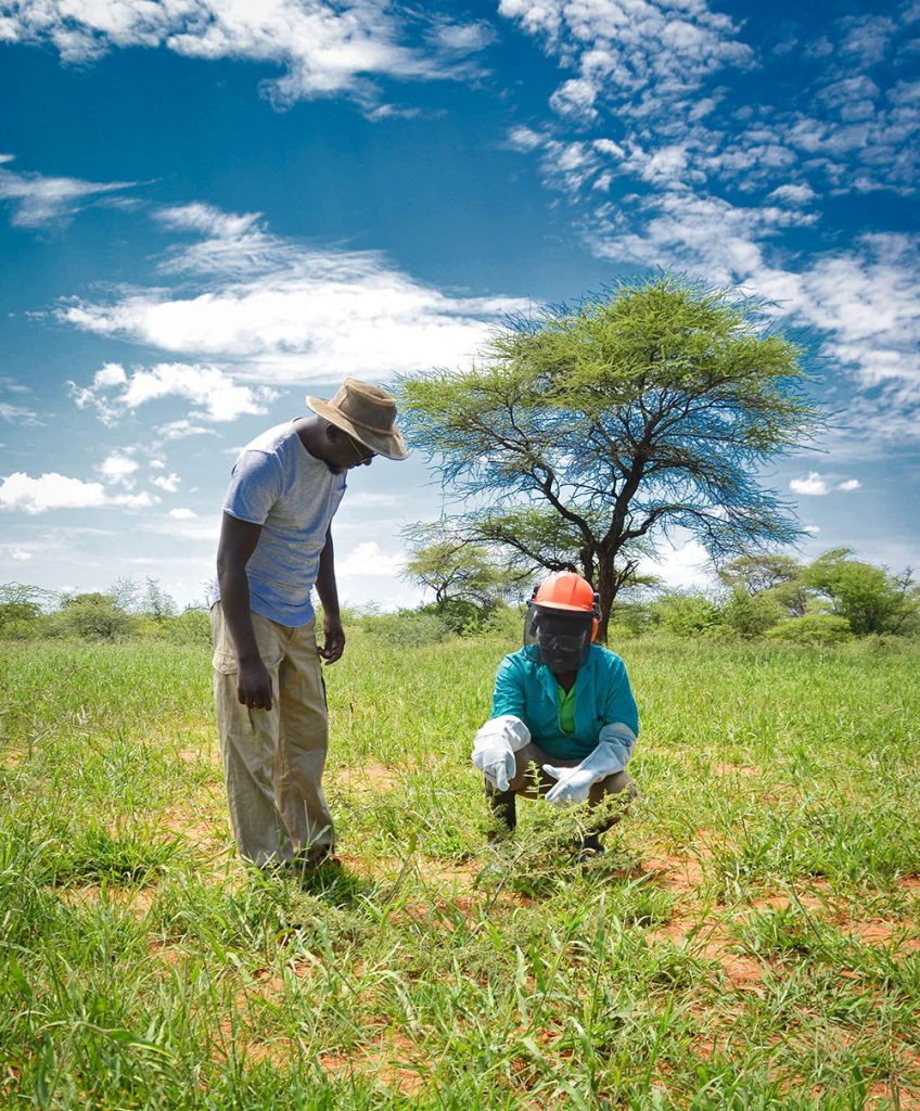 Phillipus and one of his workers inspecting a site that has been thinned. The area was once overgrown and without much grass, but now abundance of grasses have returned.