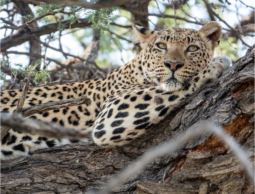 A rare sight of a leopard spotted on top of a tree 