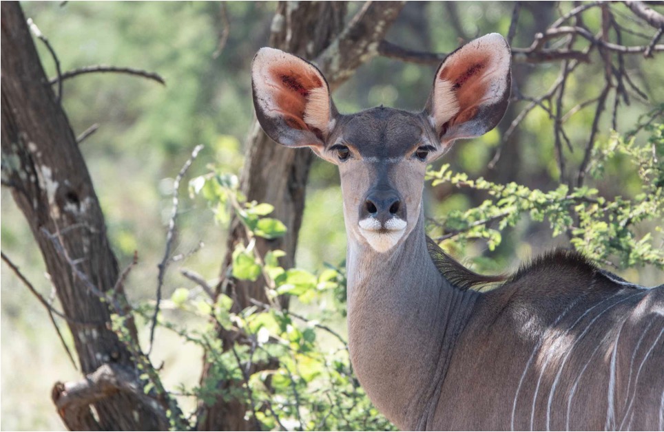 Kudu, which are browsers, seen at Okonjima Nature Reserve