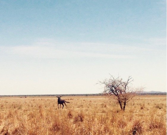 Wildebeest spotted on the pan at the Otjikoto Nature Reserve.