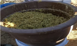 Namibia Biomass industry Group (N-BiG)