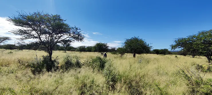 Namibia Biomass industry Group (N-BiG)